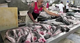 Terreno no Tapanã pode substituir a Pedra do Peixe e mudar a pesca em Belém. Veja mais detalhes na coluna de Mauro Bonna.
