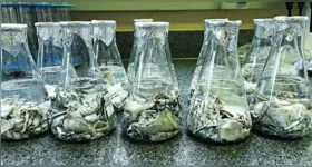 As matérias-primas utilizadas são principalmente as proteínas miofibrilares e a gelatina extraídas do músculo e das peles de peixes.