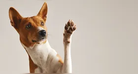 O que parece um comportamento esquisito dos cães é, na verdade, um ritual cheio de informações.