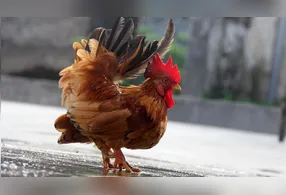 O que tem de baixo, tem de preço alto
