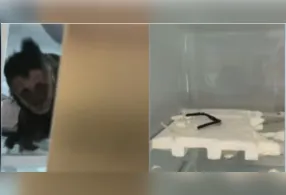 Casos de animais silvestres em áreas urbanas têm se tornado frequentes em regiões próximas a fragmentos de mata.