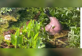 Sucuri devora capivara em Bonito e impressiona turistas