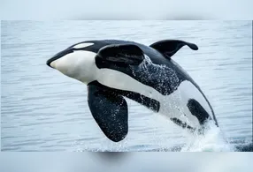 Orcas estão mais próximas dos golfinhos do que das baleias.