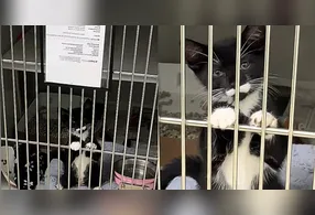 O animal de nome Kerby e pelagem preta e branca, tal como um'frajolinha' foi encontrado vagando sozinho nas ruas no início do ano e foi resgatado pela equipe do abrigo Main Line Animal Rescue (MLAR).