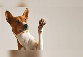 O que parece um comportamento esquisito dos cães é, na verdade, um ritual cheio de informações.