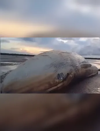 Secretarias municipal e estadual estudam o destino da carcaça de baleia encontrada morta em praia no Marajó.
