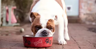 Imagem ilustrativa da imagem Justiça nega pedido de pensão alimentícia para cachorro; entenda