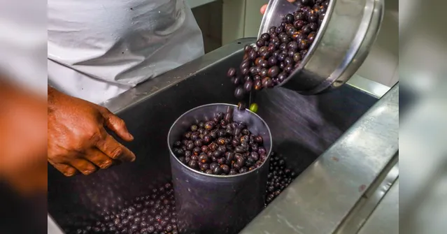 Imagem ilustrativa da notícia Programa da Sedap direciona cadastramento de pontos de venda de açaí