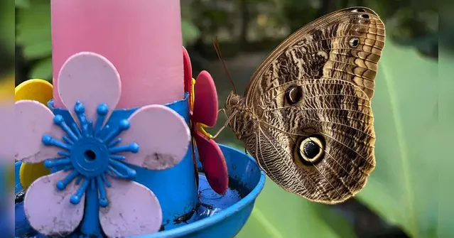 Imagem ilustrativa da notícia Espécie de borboleta volta ao borboletário do Mangal das Garças