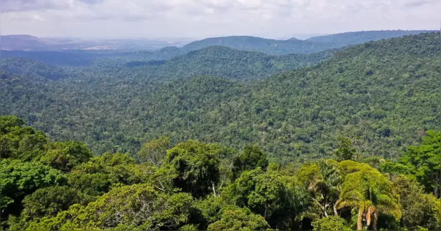 Imagem ilustrativa da notícia Financiamento de R$ 10 milhões para projetos na Amazônia é lançado 