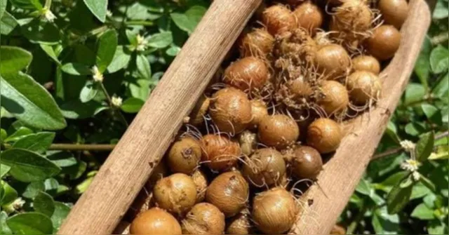 Imagem ilustrativa da notícia Açaí e bioeconomia: do caroço ao sequestro de carbono