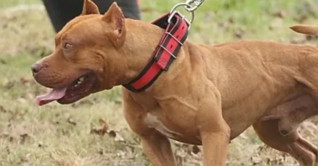 Imagem ilustrativa da notícia Criança de 3 anos morre após ataque de pit bull em Goiás