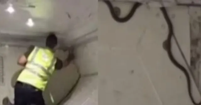 Imagem ilustrativa da notícia Cobra é encontrada dentro de avião na Austrália