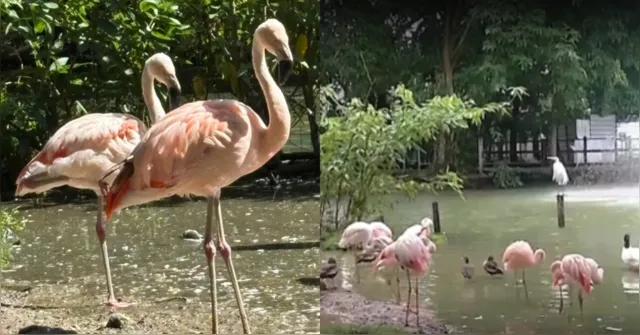 Imagem ilustrativa da notícia Flamingos-chilenos chegam ao Mangal das Garças