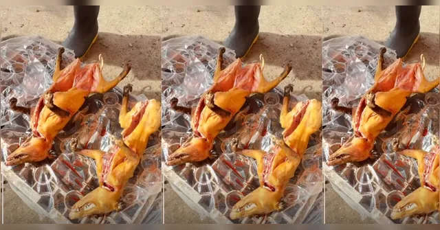 Imagem ilustrativa da notícia Venda de mucura volta a viralizar: É crime ambiental? Ribeirinho pode comer?