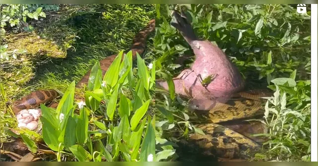 Imagem ilustrativa da notícia Sucuri devora capivara inteira no meio do Pantanal e vídeo impresssiona