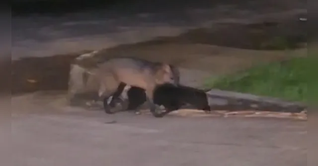 Imagem ilustrativa da notícia Lobo-guará em Ananindeua? Biólogo desvenda e explica aparição de animal