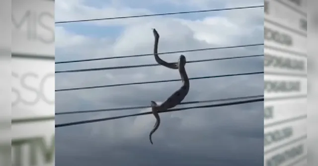 Imagem ilustrativa da notícia Vídeo: cobra é vista enrolada em fios da rede elétrica no Ceará