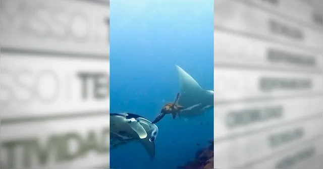 Imagem ilustrativa da notícia Vídeo mostra tartaruga-marinha batendo em arraia e diverte web