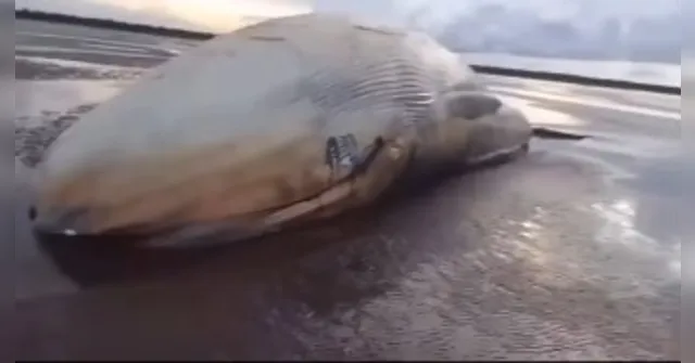 Imagem ilustrativa da notícia VÍDEO: Baleia é encontrada morta em praia no no Marajó