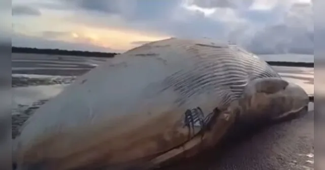 Imagem ilustrativa da notícia Removida ou enterrada: entenda o destino da carcaça de baleia em praia no Marajó