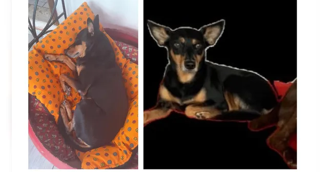 Imagem ilustrativa da notícia Família busca por cachorro desaparecido em Ananindeua. Ajude!