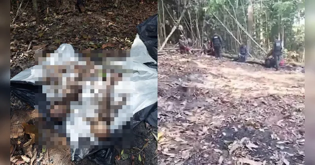 Imagem ilustrativa da notícia PM encontra ossadas e destroços de avião em Novo Progresso