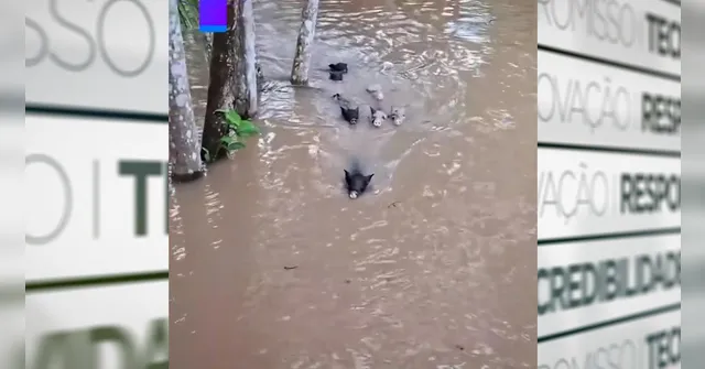 Imagem ilustrativa da notícia Vídeo: porquinhos se refrescando no Pará chamam a atenção na web