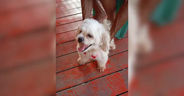 Imagem ilustrativa da notícia DOL Ajuda! Cachorro perdido "procura" tutor no Tapanã