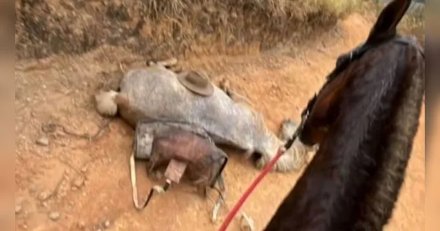 Imagem ilustrativa da notícia "Estava embriagado", confessa homem que cortou patas de cavalo com facão