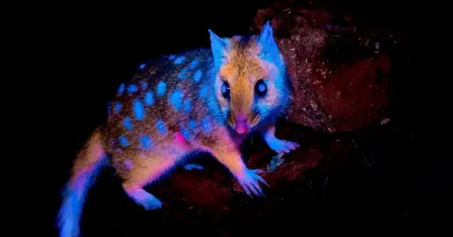 Imagem ilustrativa da notícia Animal que brilha no escuro é fotografado pela primeira vez pela ciência