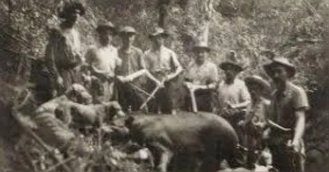 Imagem ilustrativa da notícia Maior mamífero terrestre reaparece após mais de 100 anos