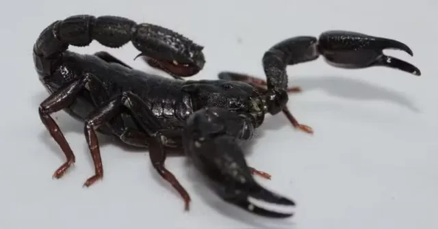Imagem ilustrativa da notícia Toxina de veneno de escorpião amazônico pode matar câncer de mama