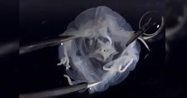 Imagem ilustrativa da notícia Criatura cúbica de 24 olhos é descoberta em lago