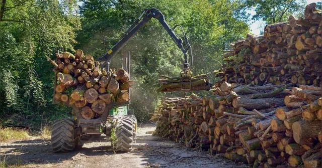 Imagem ilustrativa da notícia Manejo florestal sustentável preserva a floresta e movimenta a economia no Pará