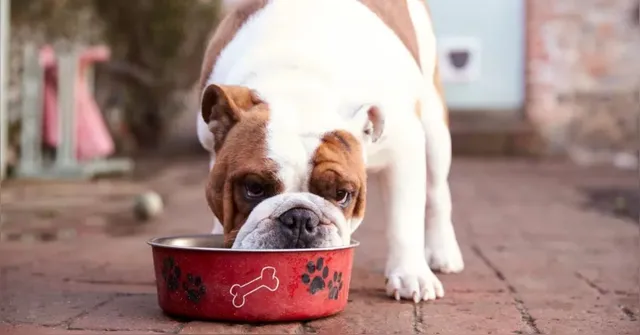 Imagem ilustrativa da notícia Justiça nega pedido de pensão alimentícia para cachorro; entenda