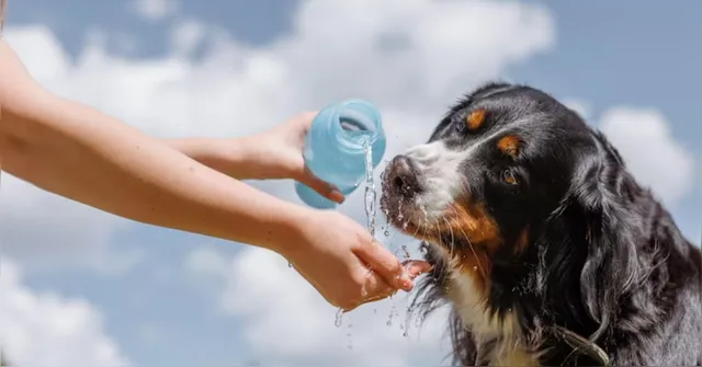 Imagem ilustrativa da notícia Verão amazônico: veterinária dá dicas de cuidados com pets nos dias quentes