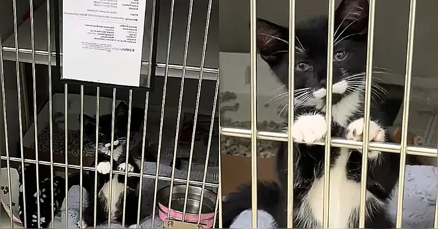 Imagem ilustrativa da notícia VÍDEO: Gato frajolinha coloca as patinhas em grade e pede para ser adotado