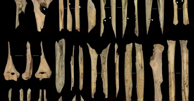 Imagem ilustrativa da notícia Vestígios de canibalismo de 5.600 anos são achados na Espanha