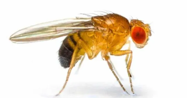 Imagem ilustrativa da notícia Entenda como uma mosca conquistou 6 Nobel e revolucionou a ciência