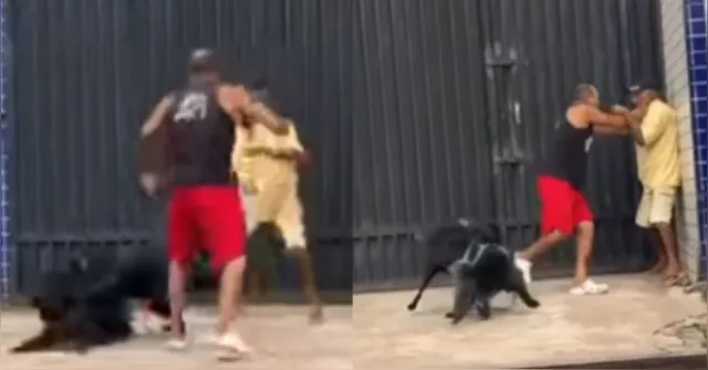 Imagem ilustrativa da notícia Vídeo: cachorros e tutores se metem em briga juntos durante passeio
