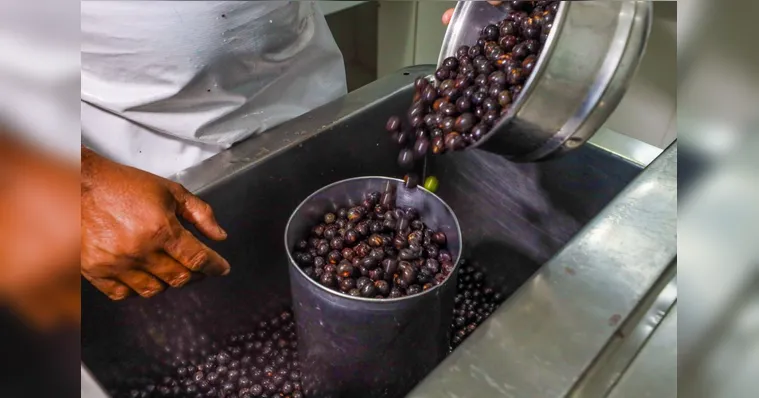 Imagem ilustrativa da notícia Programa da Sedap direciona cadastramento de pontos de venda de açaí