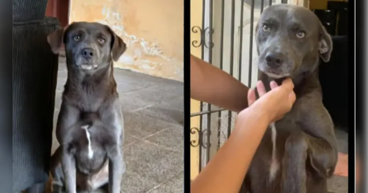 Imagem ilustrativa da notícia Tutor busca informações de cão desaparecido em Ananindeua
