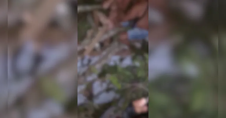 Imagem ilustrativa da notícia Árvore gigante cai sobre cabaré e casal é resgatado pelado