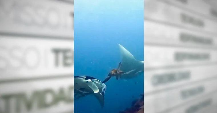 Imagem ilustrativa da notícia Vídeo mostra tartaruga-marinha batendo em arraia e diverte web