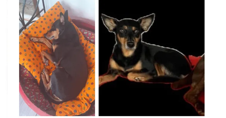 Imagem ilustrativa da notícia Família busca por cachorro desaparecido em Ananindeua. Ajude!