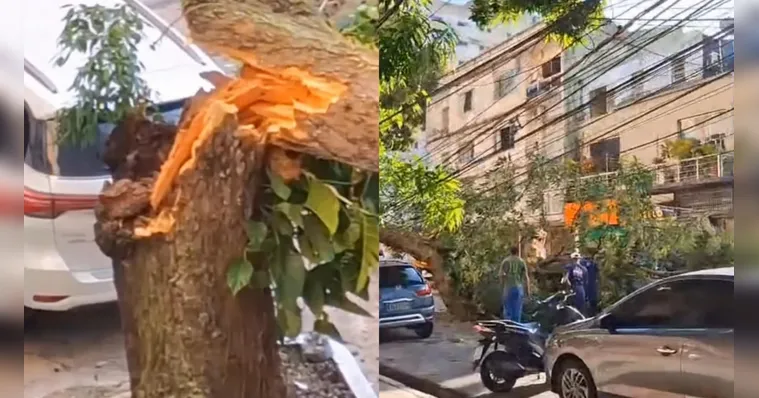Imagem ilustrativa da notícia Árvore cai no bairro de Nazaré e complica trânsito de Belém