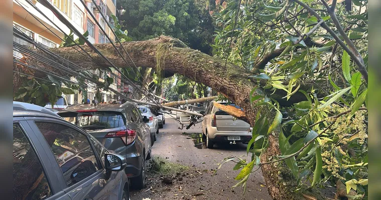 Imagem ilustrativa da notícia Queda de árvore na Nazaré: prefeitura vai arcar com prejuízos