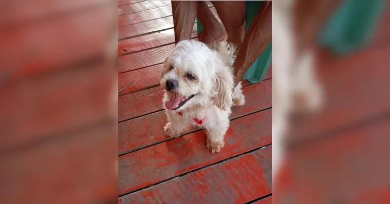 Imagem ilustrativa da notícia DOL Ajuda! Cachorro perdido "procura" tutor no Tapanã