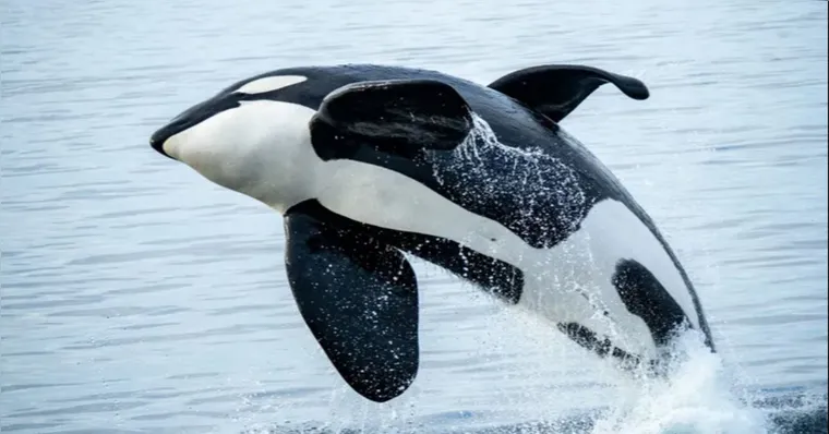 Imagem ilustrativa da notícia Orcas são baleias ou grandes golfinhos? Veja o que diz a ciência